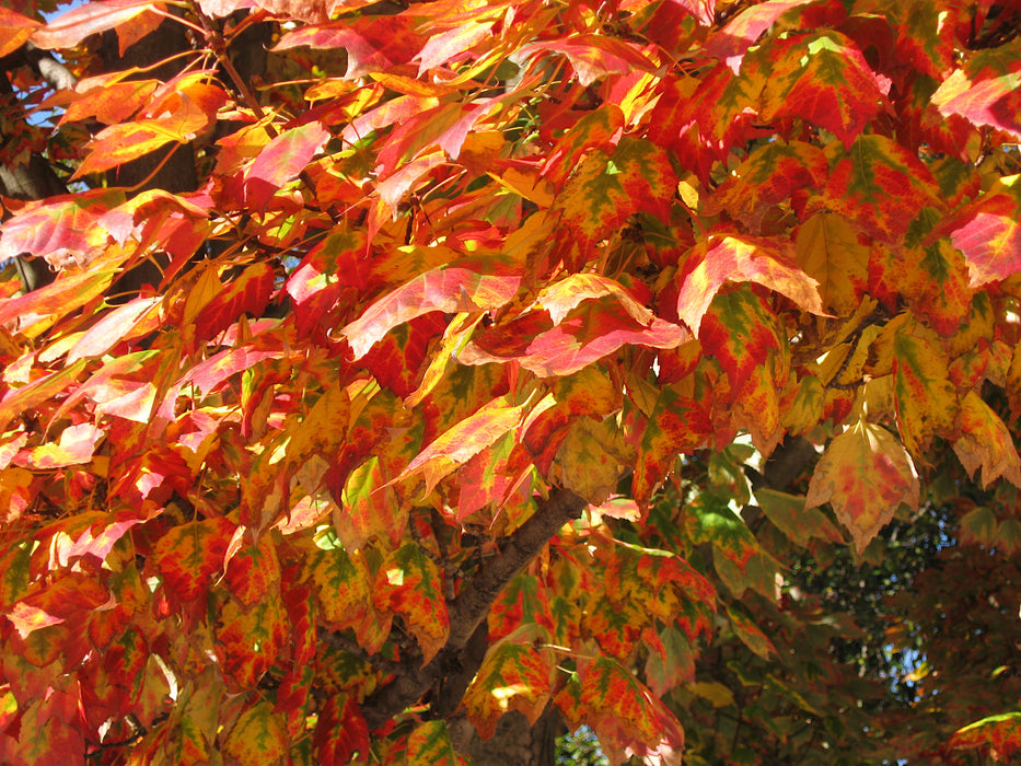 Red Maple (Acer Rubrum)