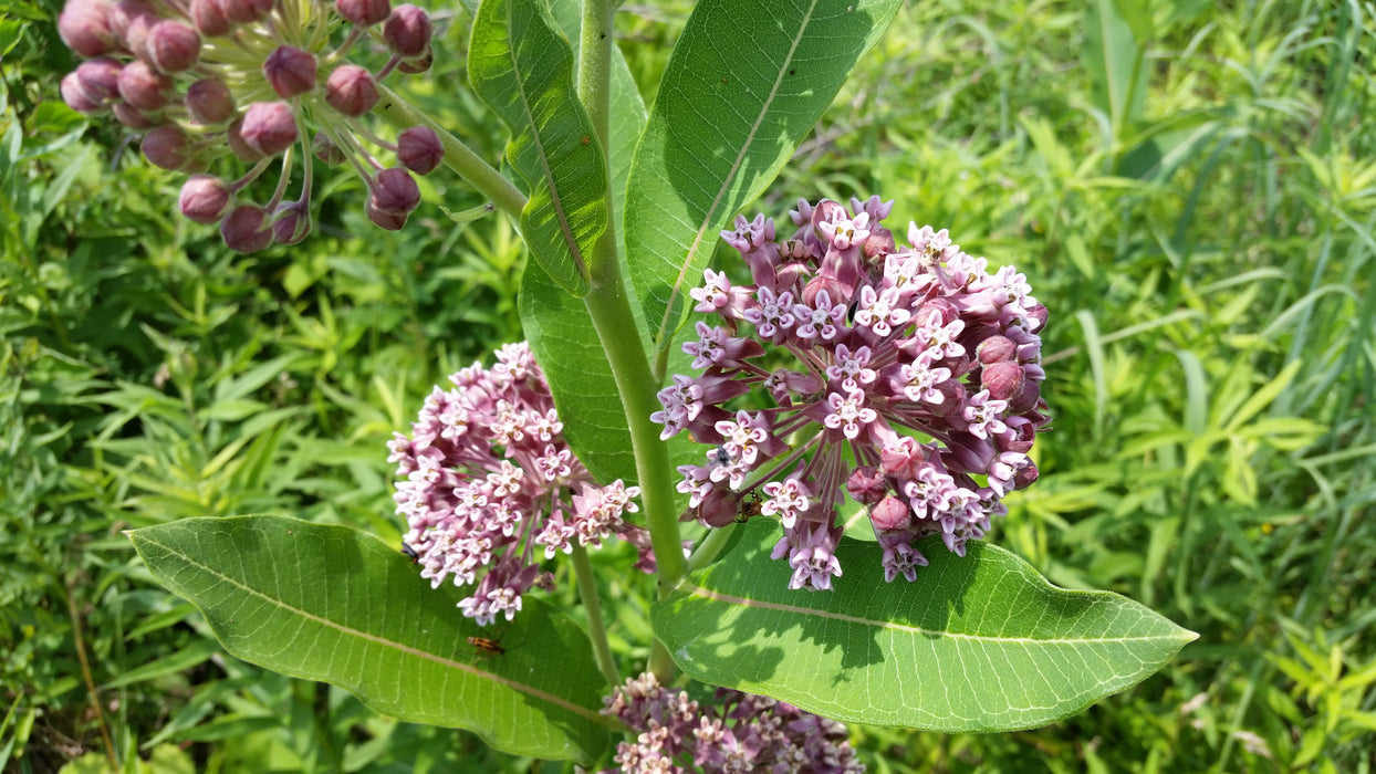 Sullivant's Milkweed (Asclepias sullivantii) 2x2x3" Pot