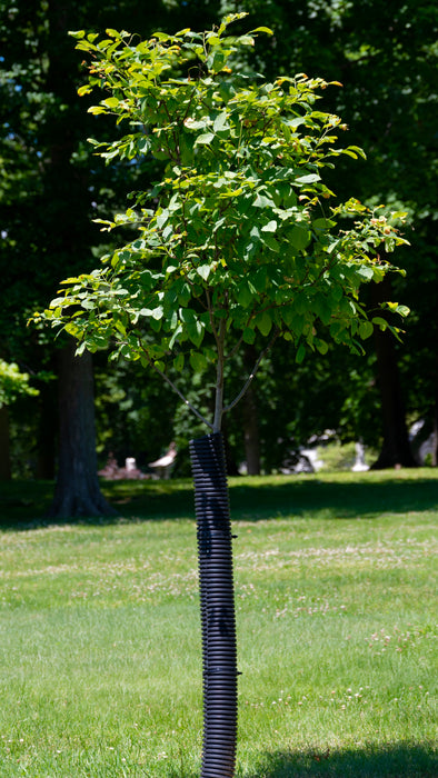 Kentucky Yellowwood (Cladrastis kentukea) 1 GAL
