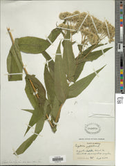 Boneset (Eupatorium perfoliatum)