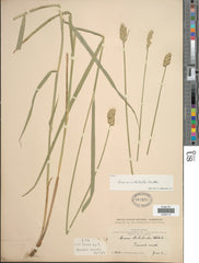 Crested Sedge (Carex cristatella)