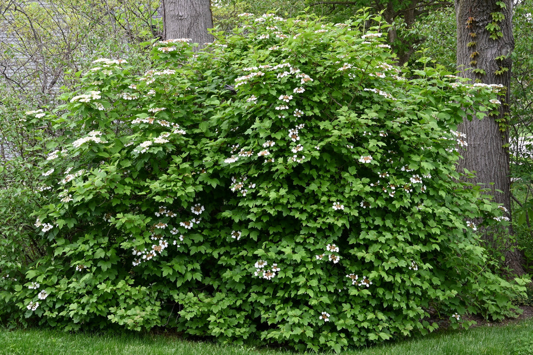 American Highbush Cranberry (Viburnum opulus var. americanum)