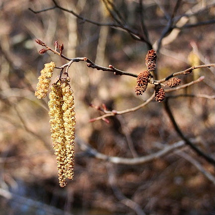 Smooth Alder (Alnus serrulata)