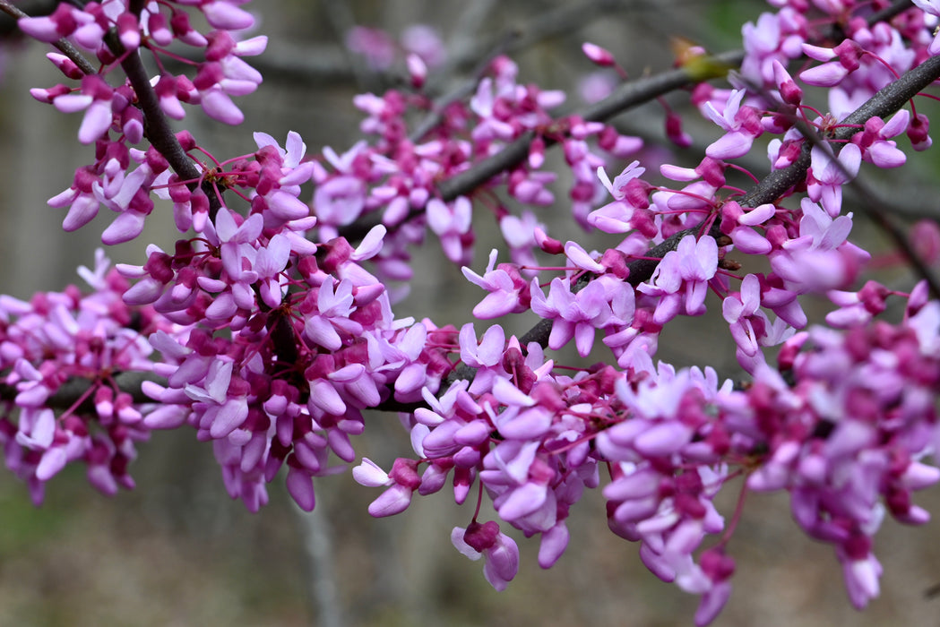 Redbud (Cercis canadensis)
