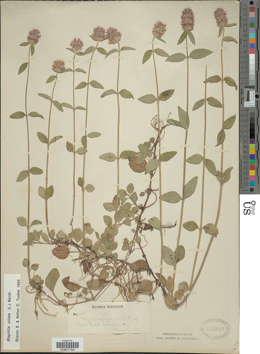 Pagoda Plant (Blephilia ciliata)