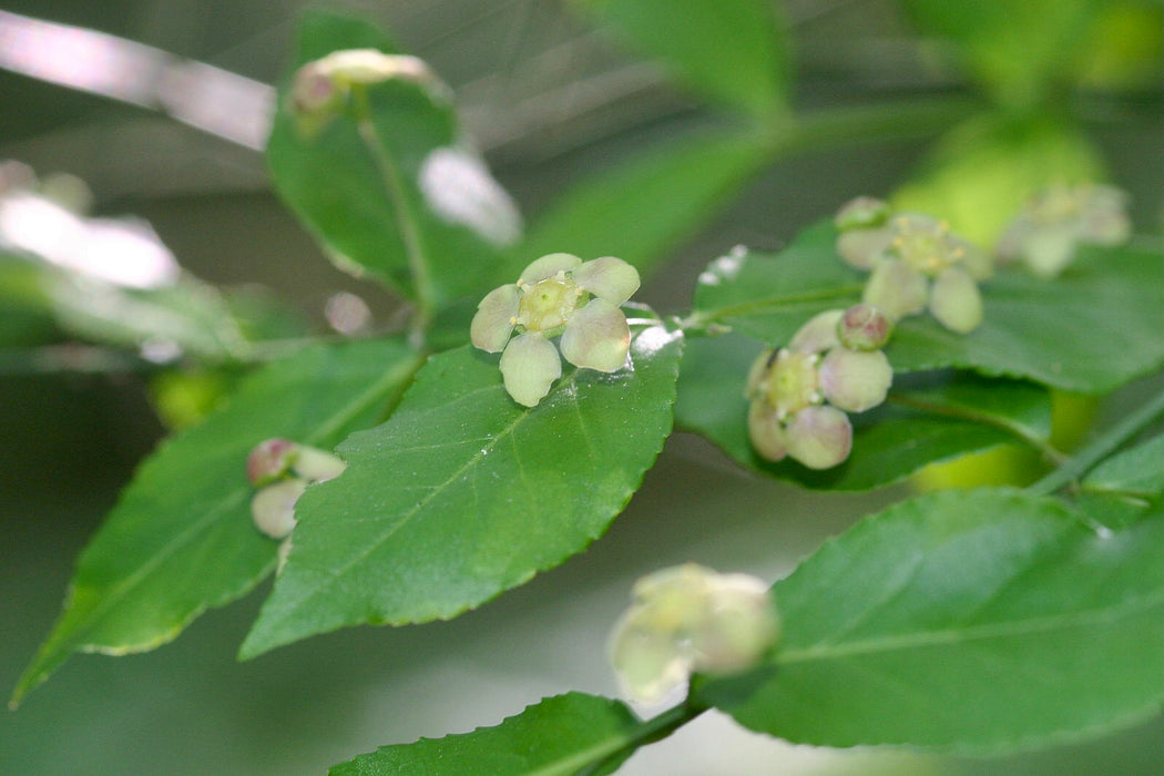 American Strawberry Bush (Euonymus americanus) BARE ROOT