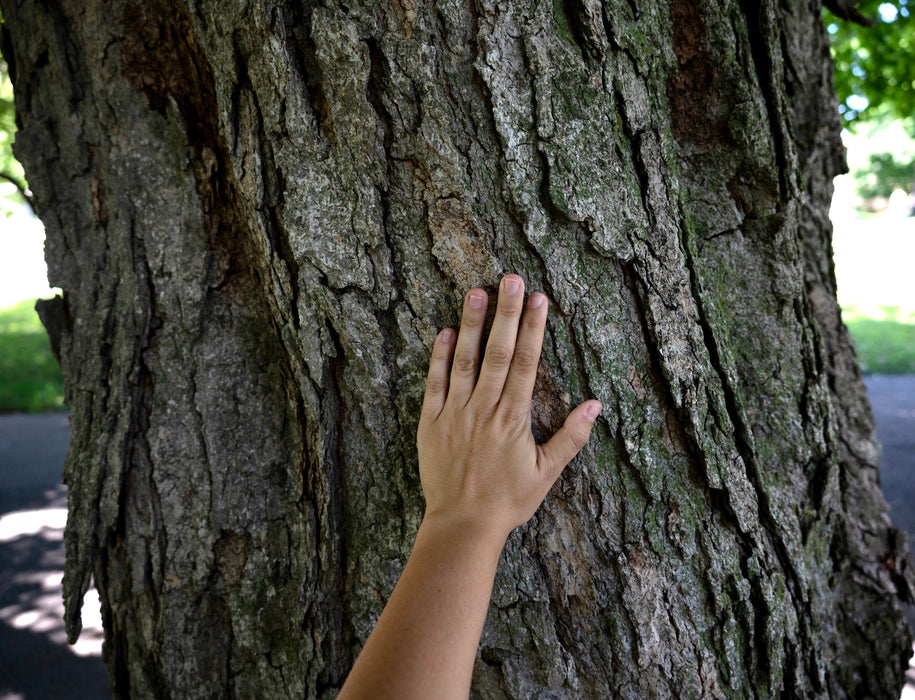 Red Maple (Acer Rubrum)