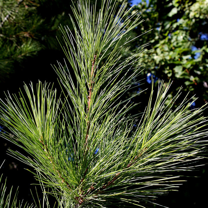 Eastern White Pine (Pinus strobus)