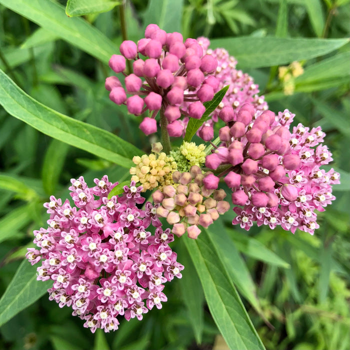 Seed Pack - Rose [Marsh] Milkweed (Asclepias incarnata)