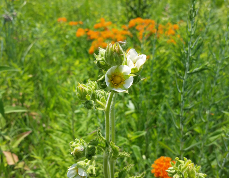 Prairie Cinquefoil (Drymocallis arguta) 2x2x3" Pot