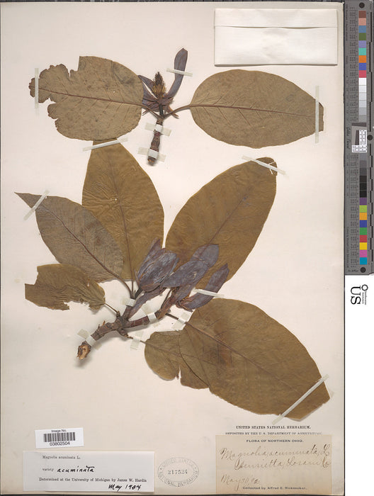 Cucumber Magnolia (Magnolia acuminata)