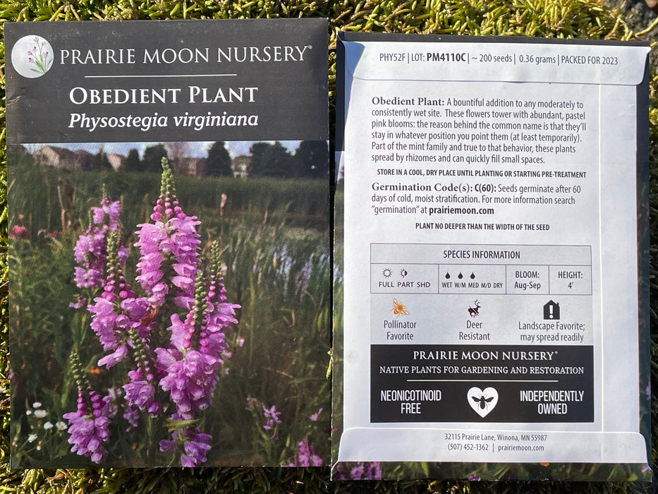 Seed Pack - Obedient Plant (Physostgia virginiana)