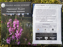 Seed Pack - Obedient Plant (Physostgia virginiana)