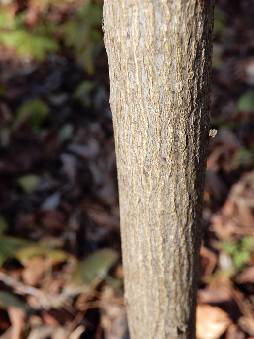 American Bladdernut (Staphylea trifolia)