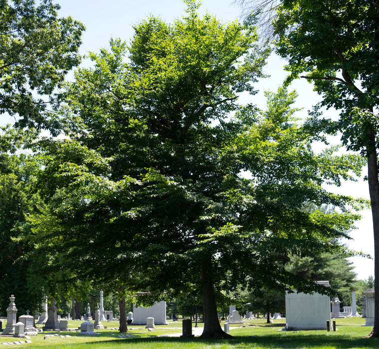 American Beech (Fagus grandifolia)
