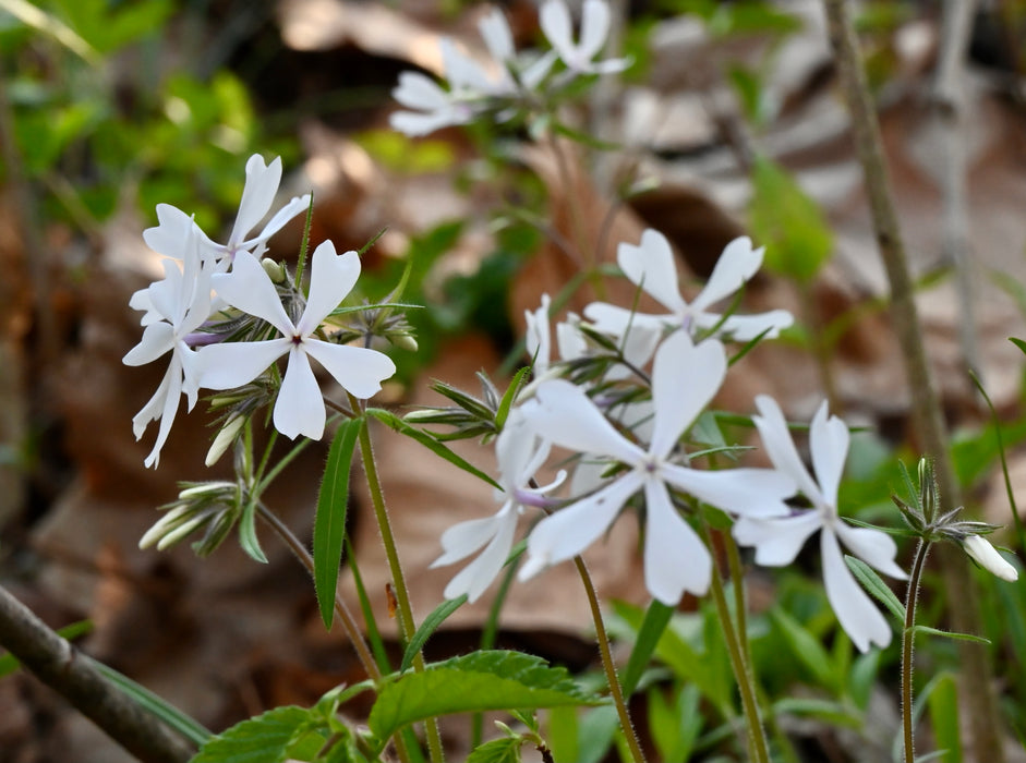 Woodland Phlox (Phlox divaricata)