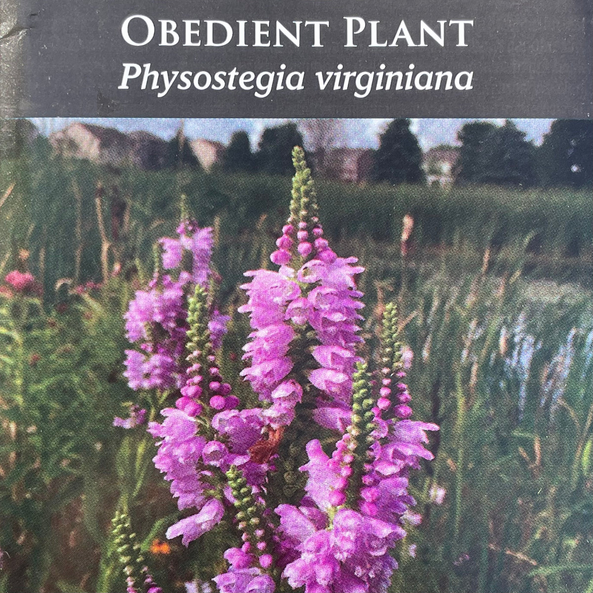 50 Obedient Plant Seeds – Pink False Dragonhead, Perennial Wildflower, Heirloom