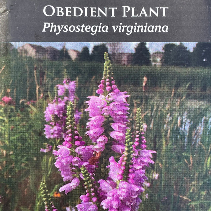 Seed Pack - Obedient Plant (Physostgia virginiana)