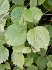 Arrowwood Viburnum (Viburnum dentatum)