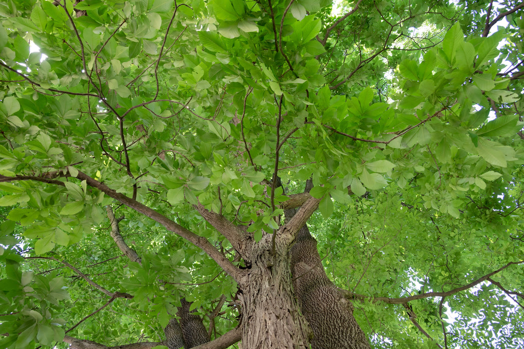 Mockernut Hickory (Carya tomentosa)