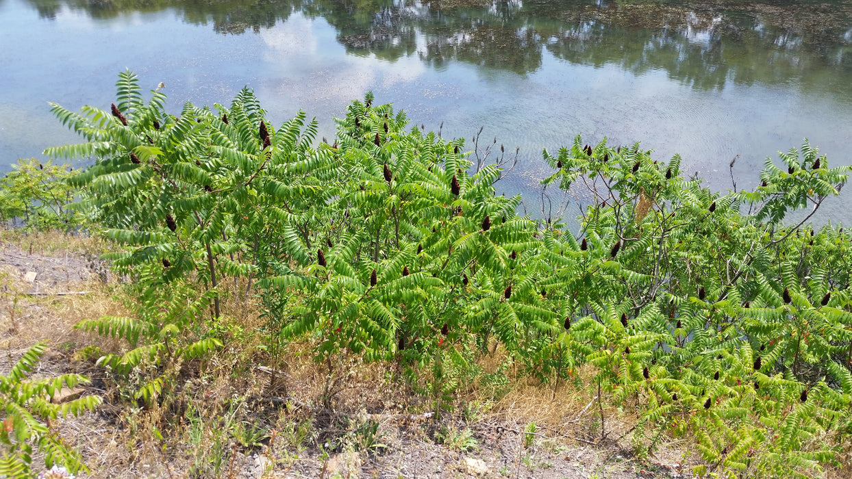 Staghorn Sumac (Rhus typhina)