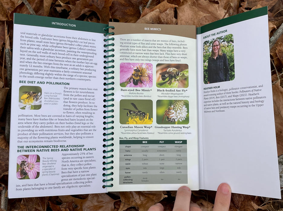 Common Native Bees of the Eastern United States by Heather Holm