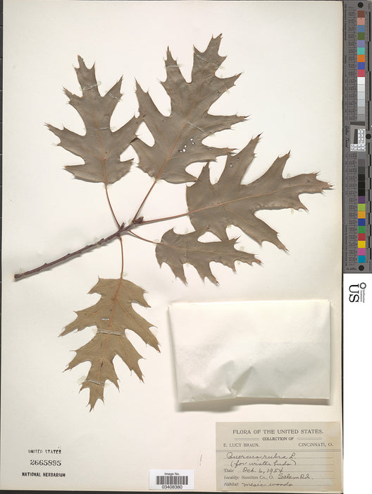 Red Oak (Quercus rubra)