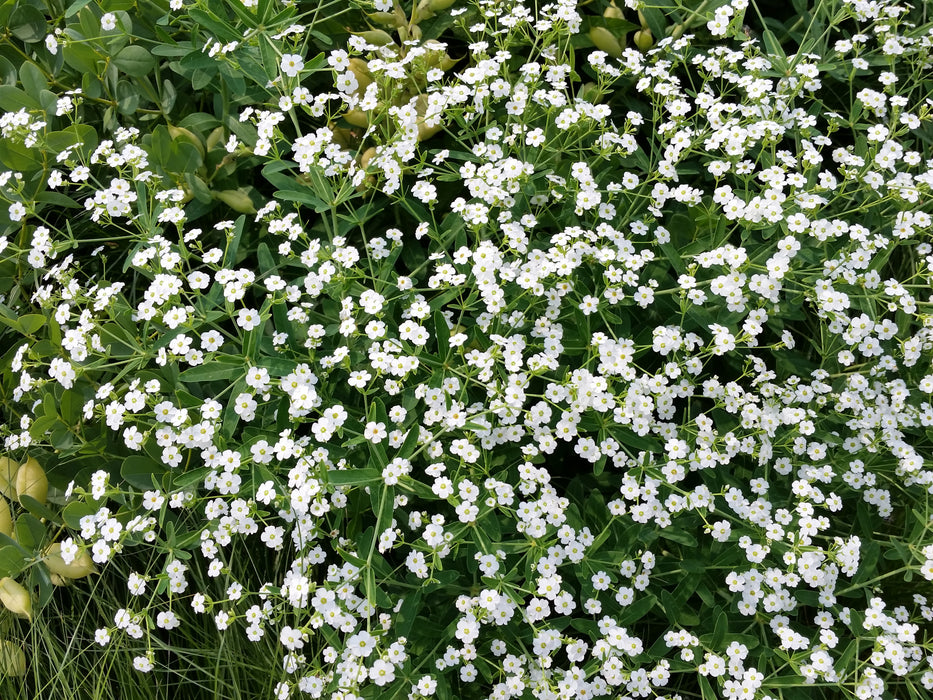 Flowering Spurge (Euphorbia corollata)