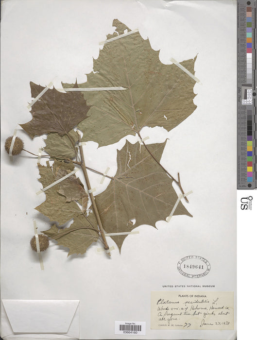 American Sycamore (Platanus occidentalis)