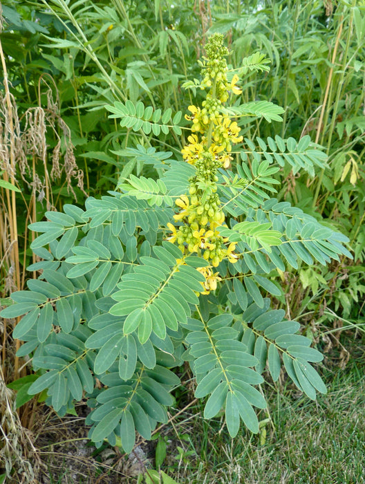 Wild Senna (Senna hebecarpa) 2x2x3" Pot