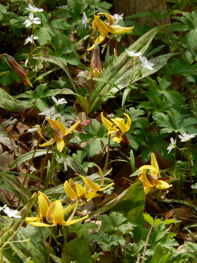 Yellow Trout Lily (Erythronium americanum) BARE ROOT - SHIPS STARTING 03/11
