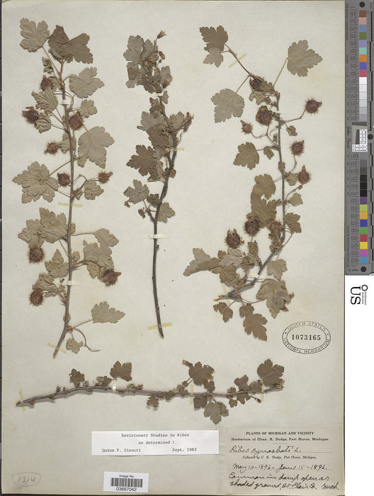 Prickly Gooseberry (Ribes cynosbati)