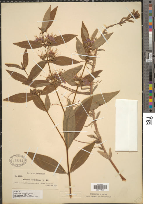 Swamp Loosestrife (Decodon verticillatus) 2x2x3" Pot
