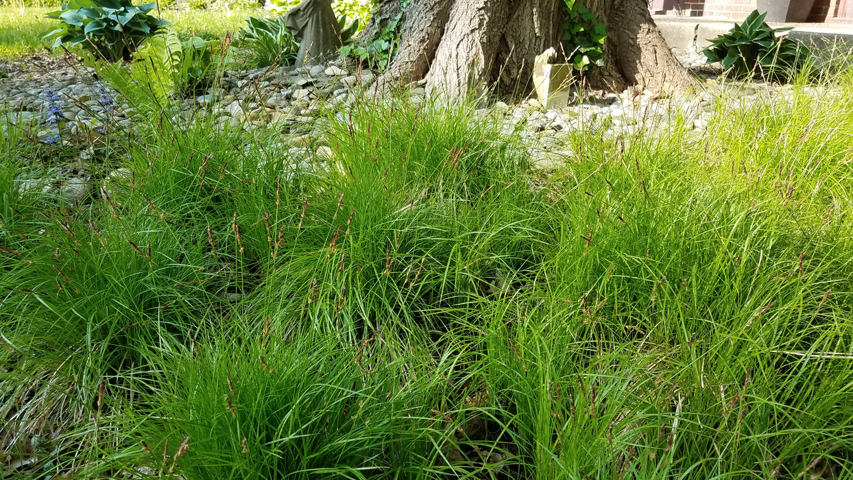 Oak Sedge (Carex pensylvanica) 2x2x3" Pot