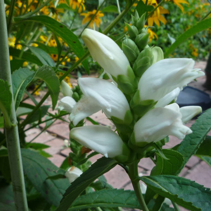 White Turtlehead (Chelone glabra) 2x2x3" Pot