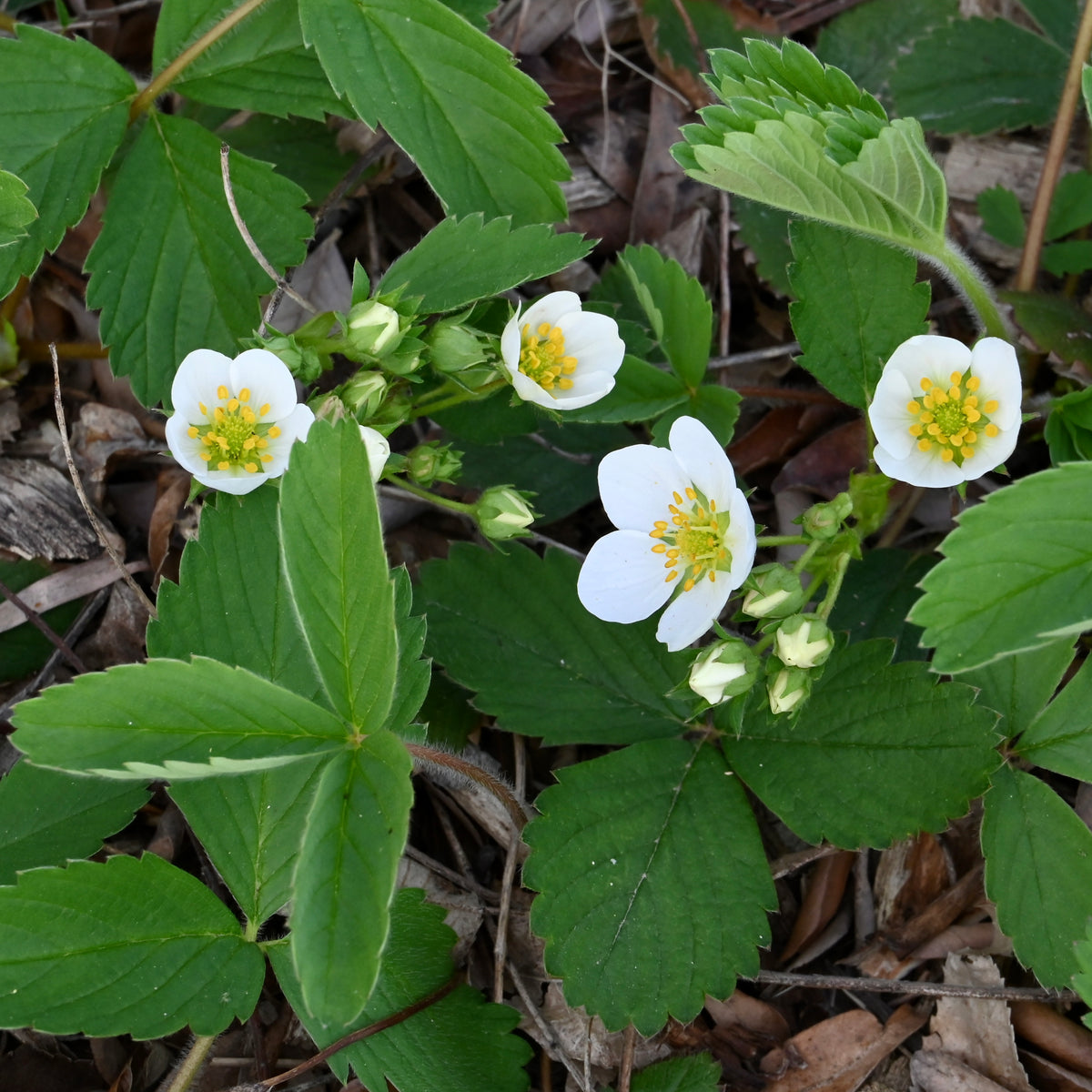Wild Strawberry (Fragaria virginiana) — Native Plants Unlimited LLC