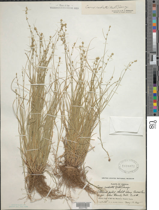 Star Sedge (Carex radiata)