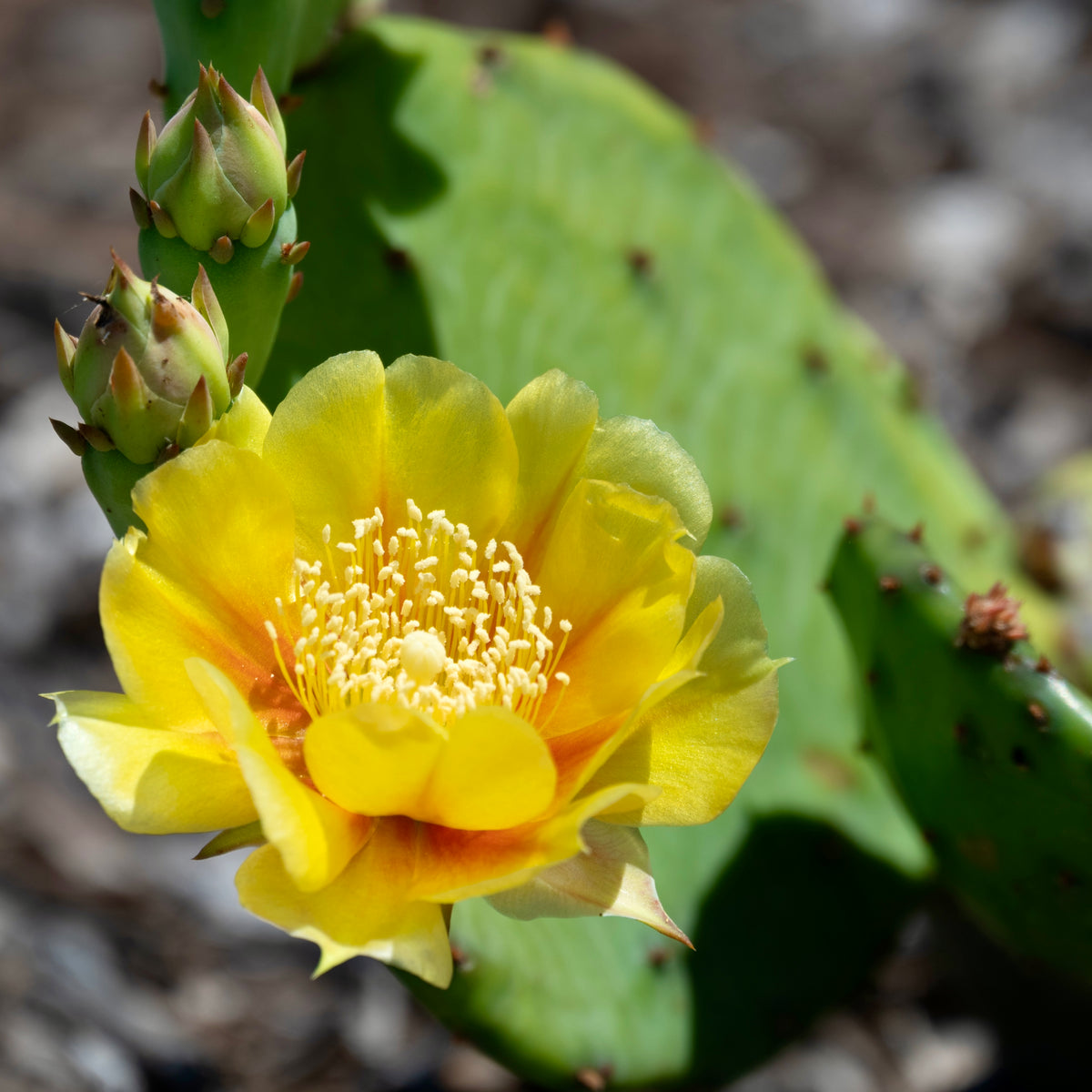 prickly pear yellow cactus flower Eastern Prickly Pear (Opuntia humifusa) — Native Plants Unlimited LLC