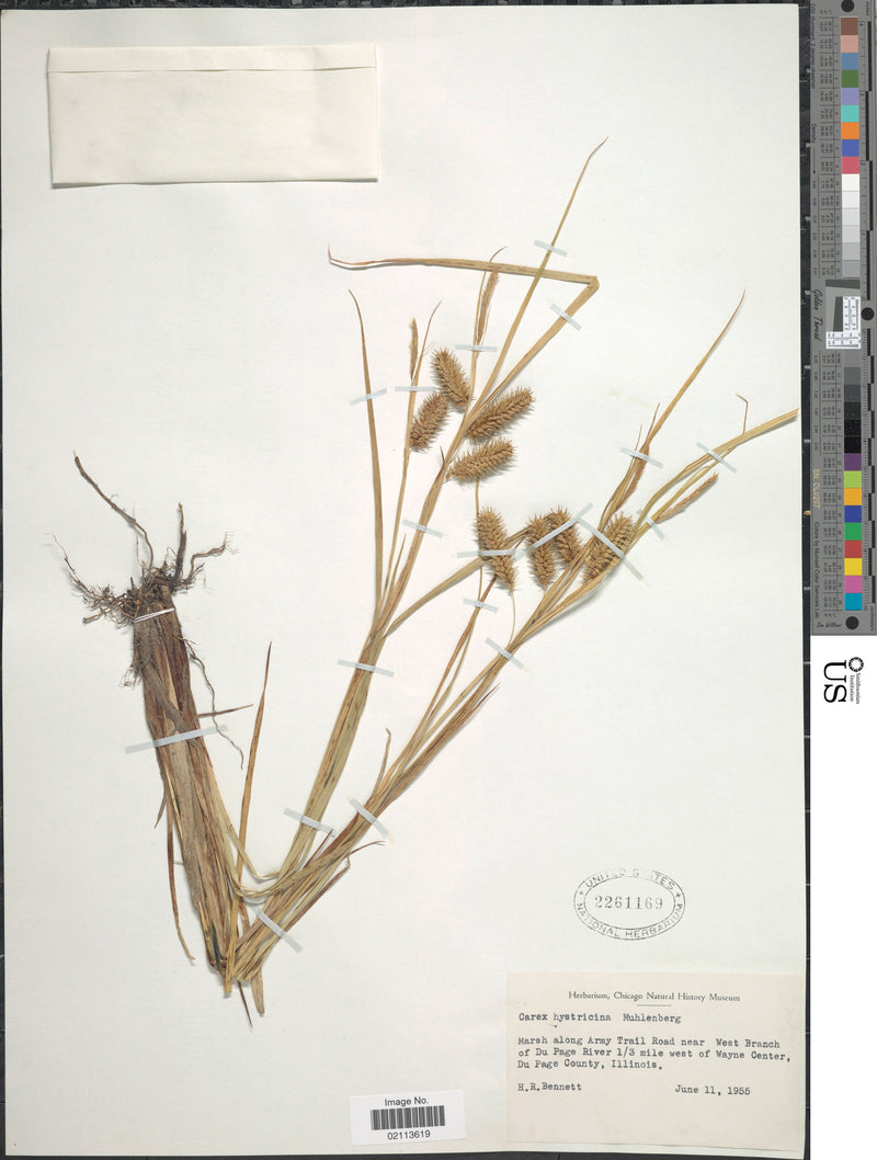 Porcupine Sedge (Carex hystericina)