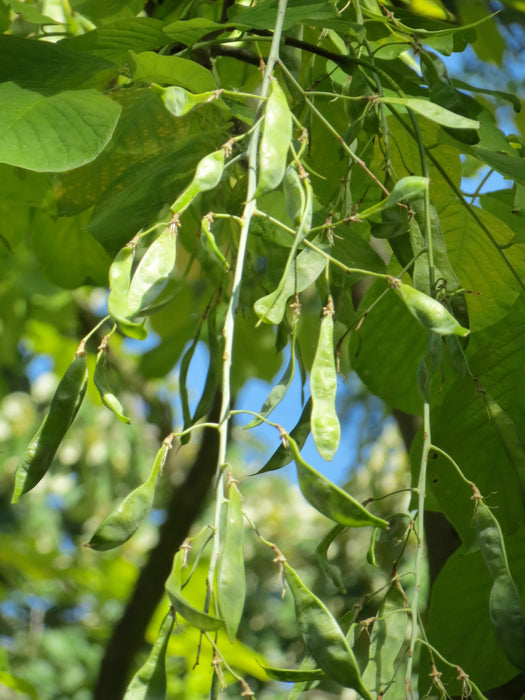 Kentucky Yellowwood (Cladrastis kentukea) 1 GAL