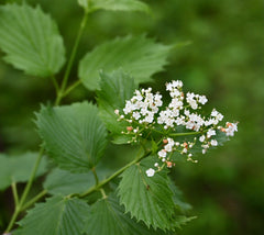 Arrowwood Viburnum (Viburnum dentatum)