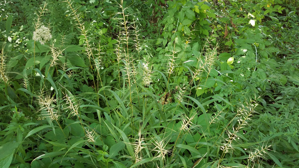 Bottlebrush Grass (Elymus hystrix) 2x2x3" Pot