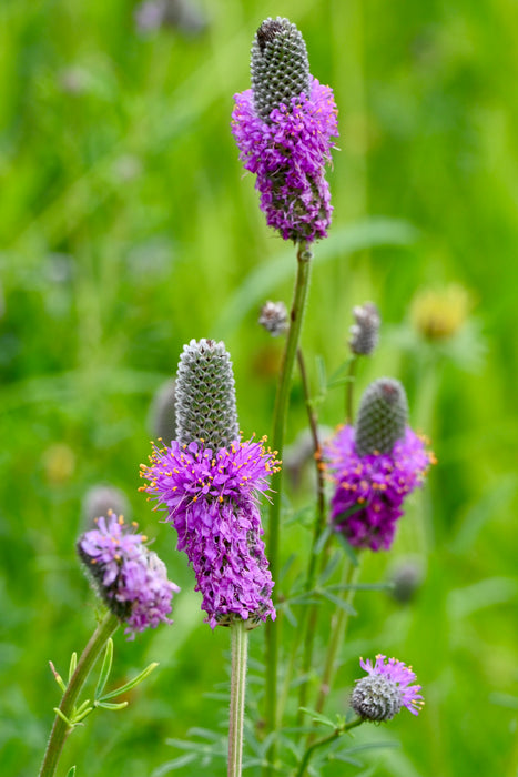 Seed Pack - Purple Prairie Clover (Dalea purpurea)