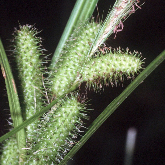 Frank's Sedge (Carex frankii) 2x2x3" Pot