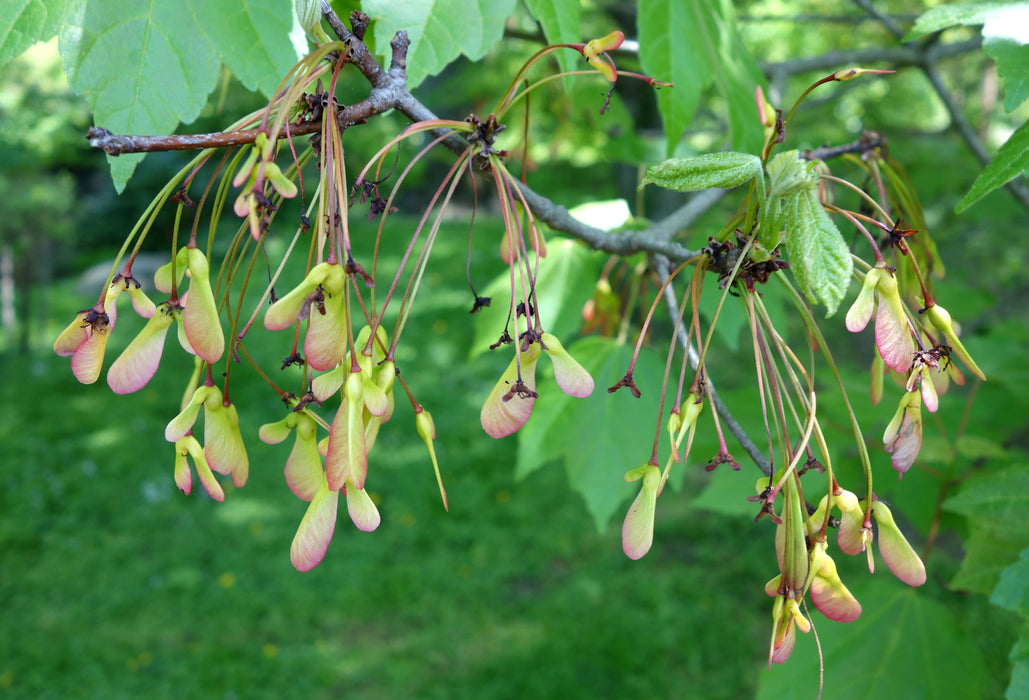 Red Maple (Acer Rubrum)