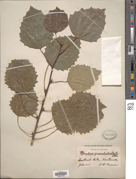 Bigtooth Aspen (Populus grandidentata)