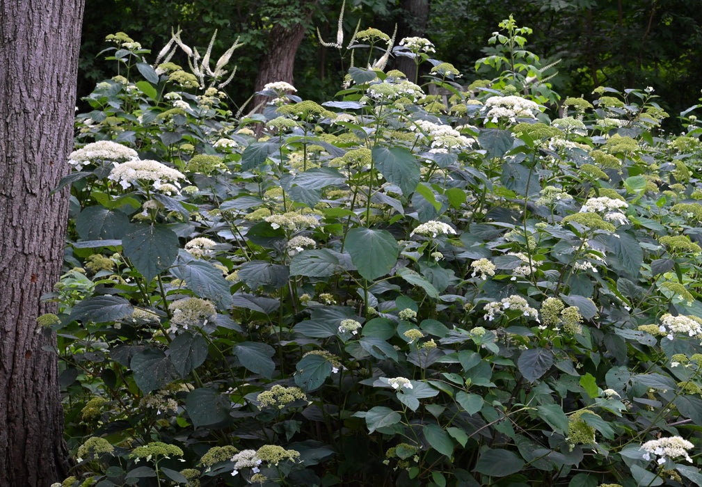 Smooth Hydrangea (Hydrangea arborescens)