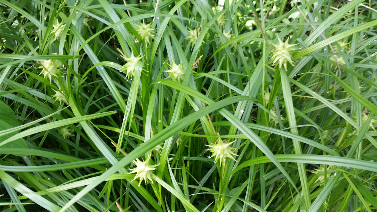 Burr Sedge (Carex grayi) 1 GAL