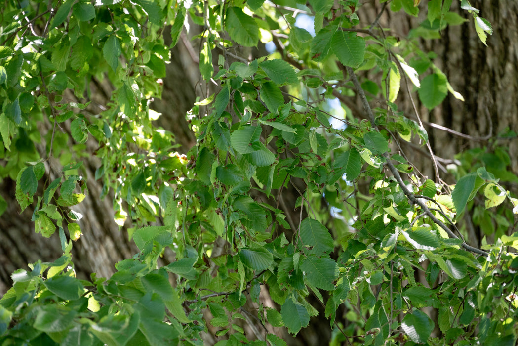 American Elm (Ulmus americana)