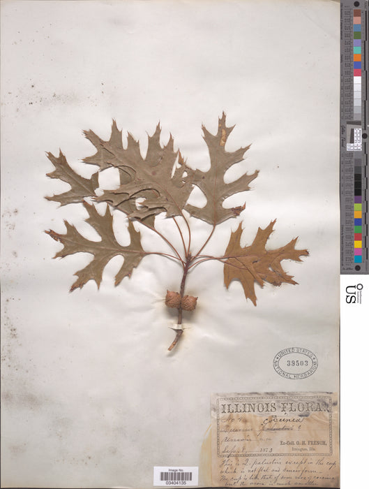 Scarlet Oak (Quercus coccinea)